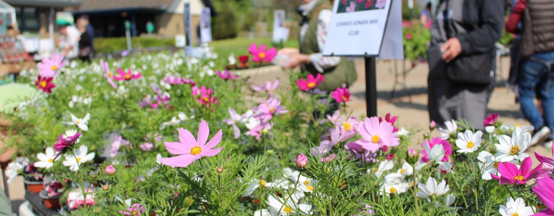 Treloar's Plant Sale, close up shot of pink flowers with visitors in the background