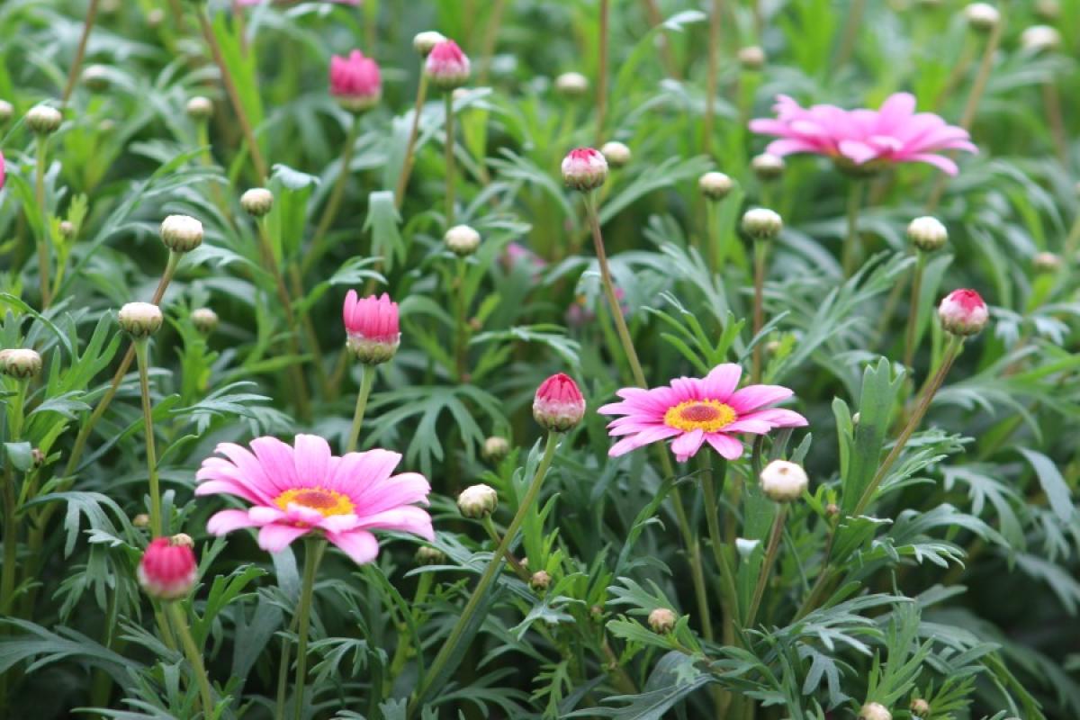 Flowers at Plant Sale