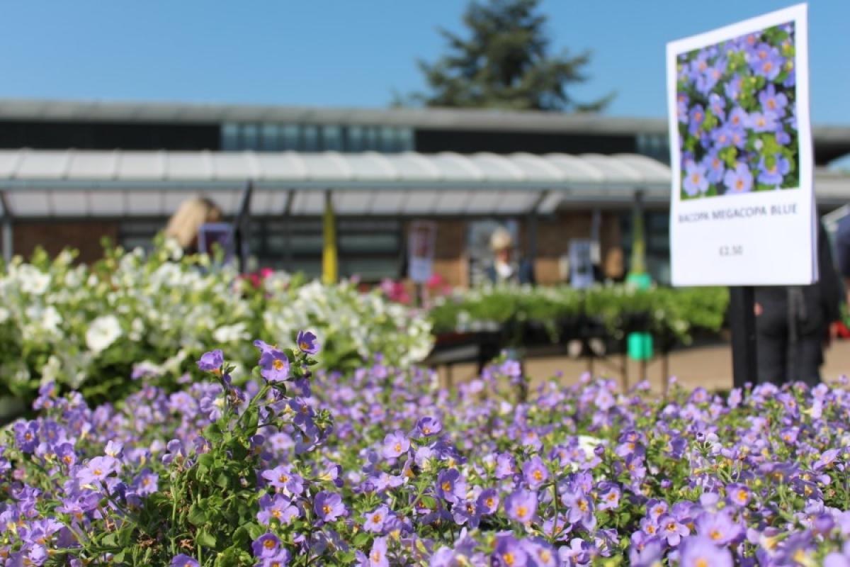 Flowers at Plant Sale