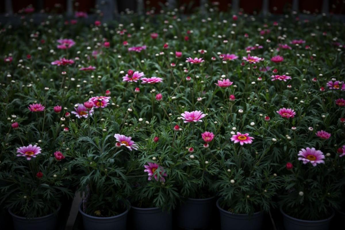 Flowers at the Plant Sale