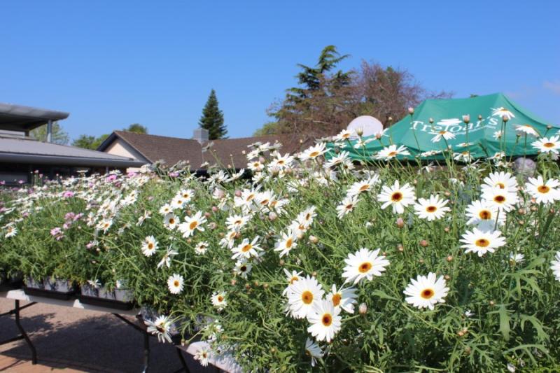 Flowers at Plant Sale