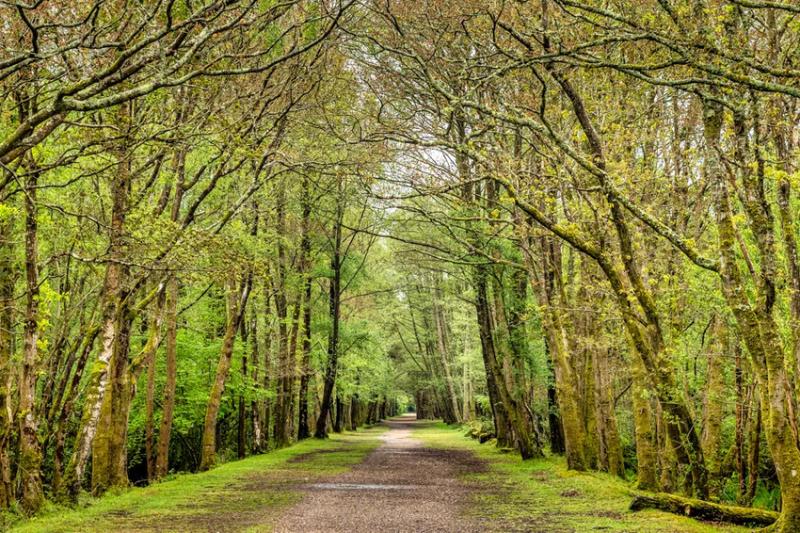 Trail in the New Forest