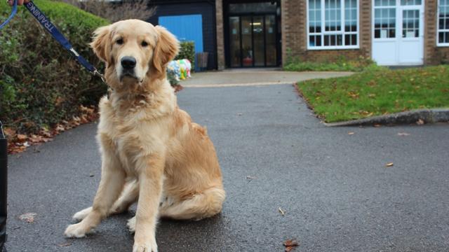 Stanley, the therapy dog, pictured outside Treloar's building.