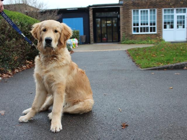 Stanley, the therapy dog, pictured outside Treloar's building.