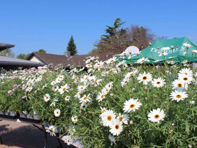 Flowers at Plant Sale