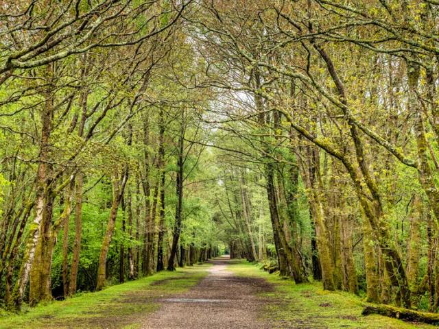 Trail in the New Forest